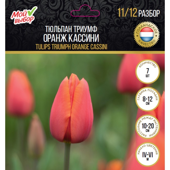 Тюльпан триумф Оранж Кассини, р-р 11/12, 7 шт