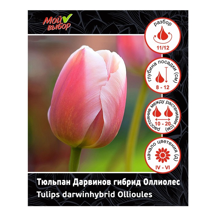 Тюльпан оллиолес фото и описание