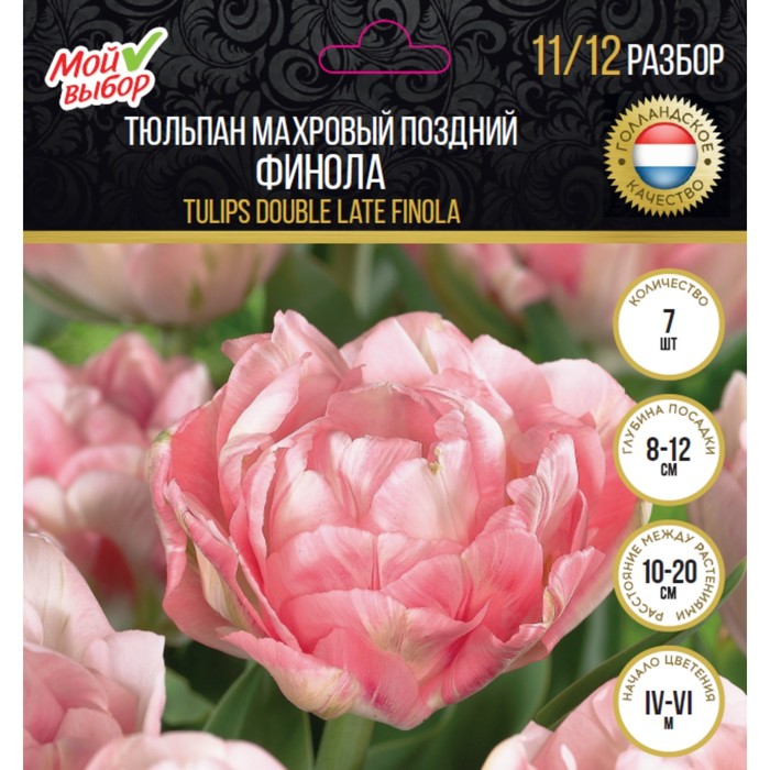 Тюльпан махровый поздний Финола, р-р 11/12, 7 шт