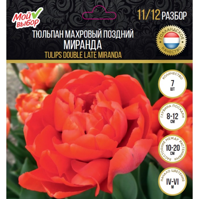 Тюльпан махровый поздний Миранда, р-р 11/12, 7 шт