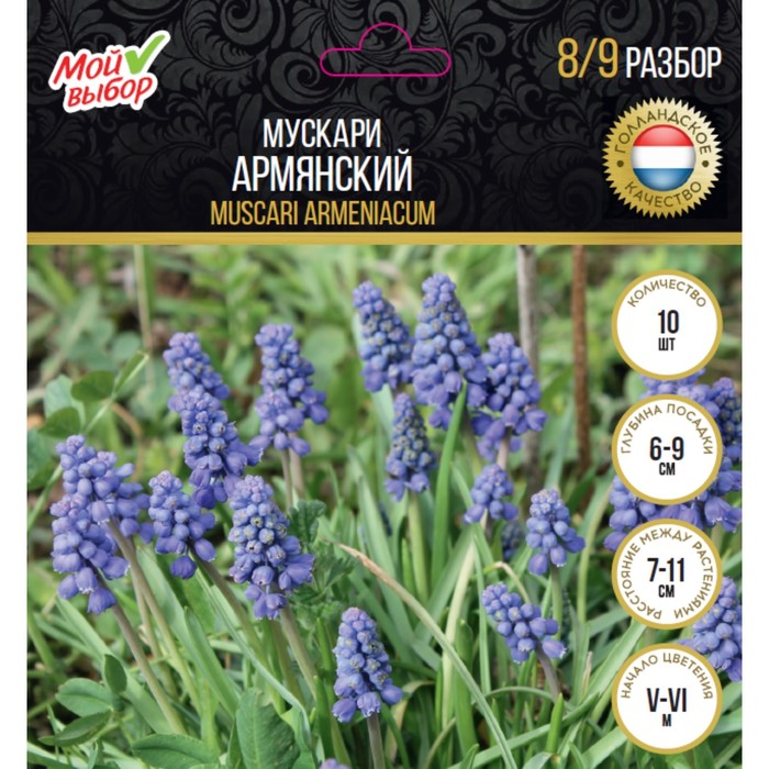 Мускари Армянский, р-р 8/9, 10 шт