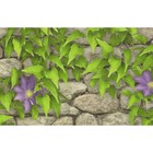 Обои бумажные, моющиеся Брянск Клематис-6 сиреневые цветы, 0,53x10 м