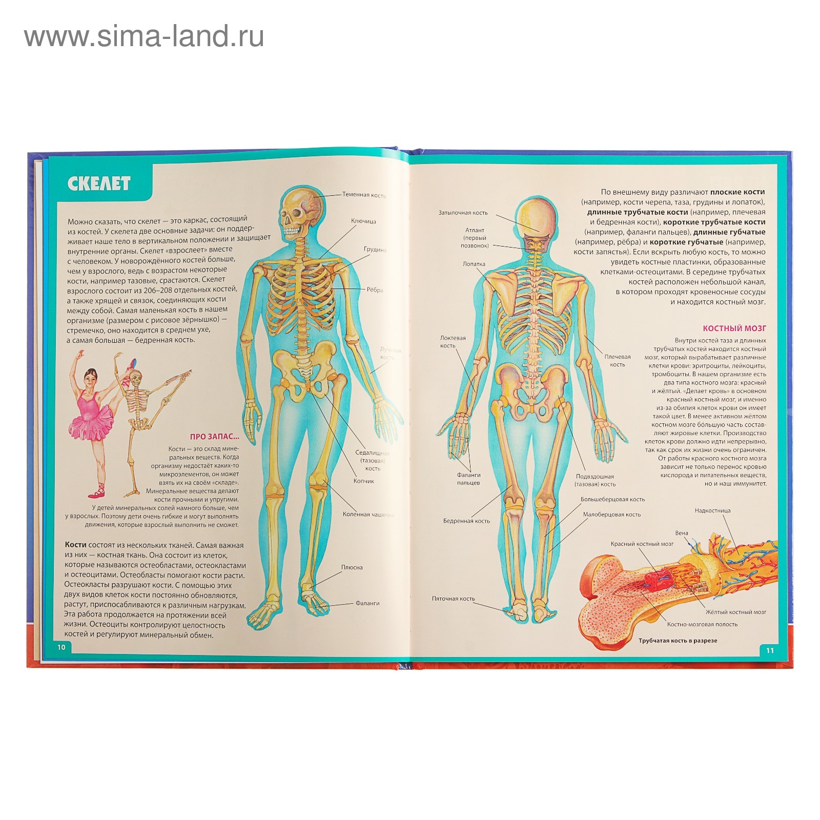 Анатомия книги атласы. Атлас анатомии человека книга для детей и их родителей Гуиди в. Атлас человека по анатомии. Детская книга анатомия человека. Книга по анатомии человека для детей.
