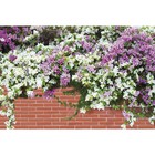 Фотобаннер, 250 × 150 см, с фотопечатью, люверсы шаг 1 м, «Весенние цветы» - фото 8296815