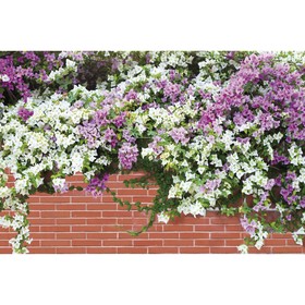 Фотобаннер, 250 × 150 см, с фотопечатью, люверсы шаг 1 м, «Весенние цветы»