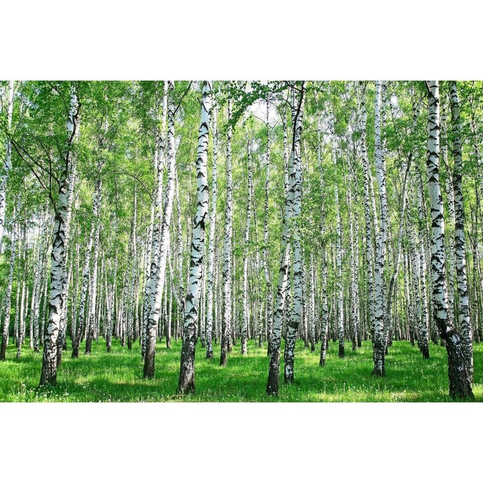 Фотобаннер, 250 × 150 см, с фотопечатью, с люверсами, «Берёзовая роща»
