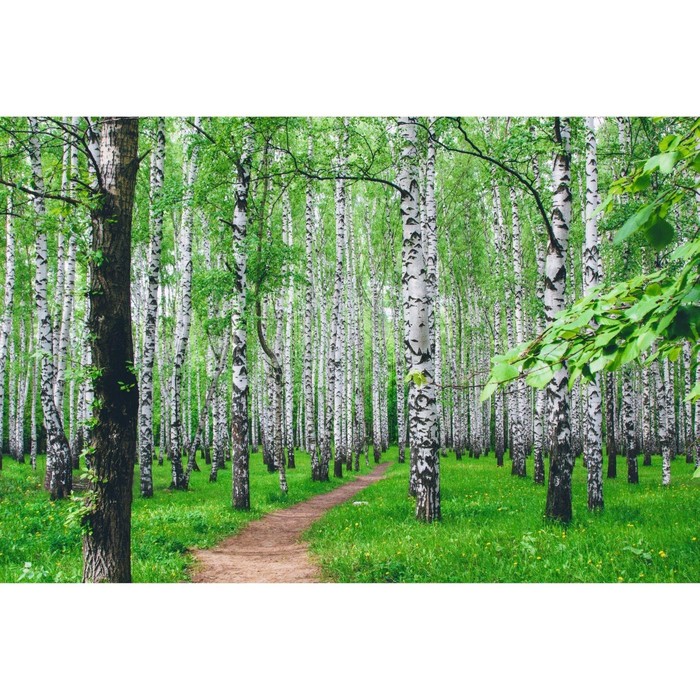 Фотобаннер, 300 × 200 см, с фотопечатью, «Тропинка»