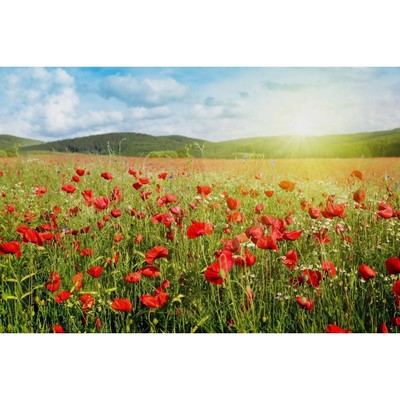 Фотобаннер, 300 × 200 см, с фотопечатью, «Маки»