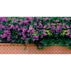 Фотобаннер, 250 × 150 см, с фотопечатью, люверсы шаг 1 м, «Фиолетовые цветы» - фото 8160105
