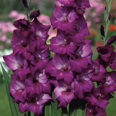 Гладиолусы