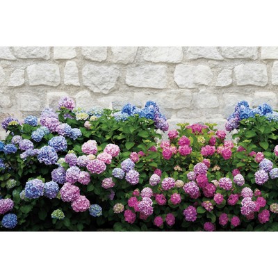 Фотобаннер, 300 × 160 см, с фотопечатью, «Цветы»