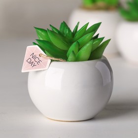 Succulent in ceramic pot Nice day, 7 × 7.5 × 7.5 cm