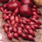 Onion sets"Redbaron",Chuvashiya, 2 group 1 kg Onion sets"Redbaron",Chuvashiya, 2 group 1 kg