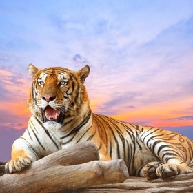 Фотообои  Тигр на закате 2,7х2,7 м (из 3 листов)