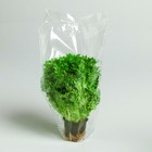 Пакет-конус для зелени, с перфорацией, 27/9 х 35 см - фото 6624670