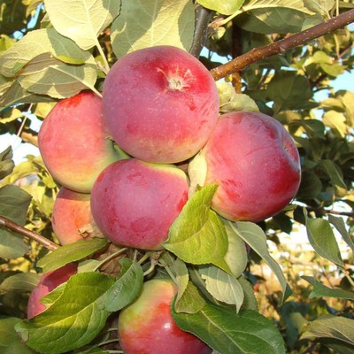 Яблоня «Орлик»