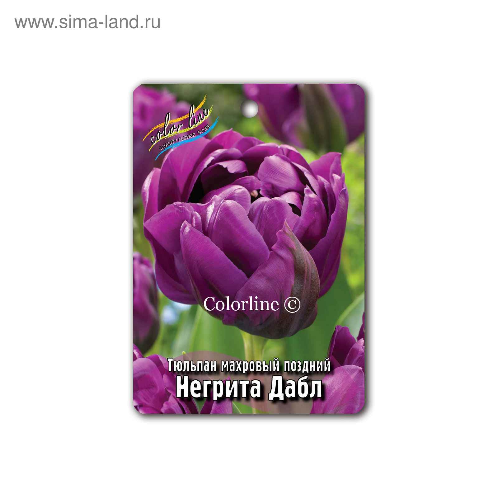 Тюльпан негрита дабл фото и описание