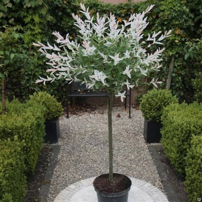 Ива Хакуро Нишики