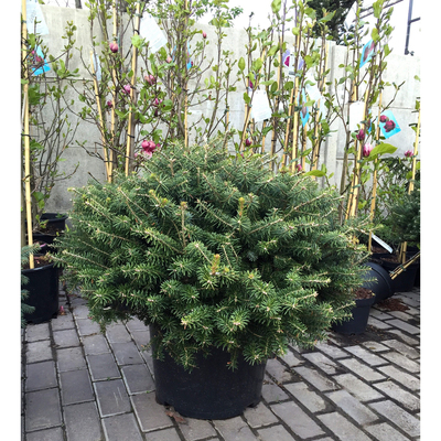 Пихта корейская