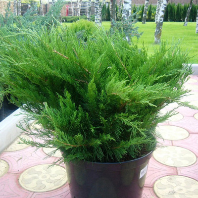 Можжевельник средний Минт Джулеп