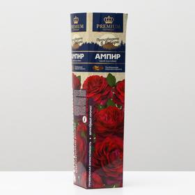 Саженец розы Ампир Весна 2023, 1 шт.