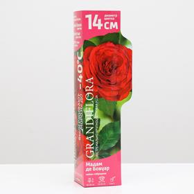 Саженец розы Мадам де Бовуар Весна 2023, 1 шт.