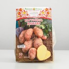 Семенной картофель "Юбиляр" 10 шт, Супер Элита, р/р 28/55 - фото 7223225