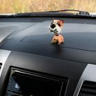 The dog on the dashboard of the car, shakes his head, SP5