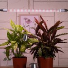 Фитолампа светодиодная, 9 Вт, 600 мм, IP20, полный спектр, бело-красная, «ЭРА» 4839260