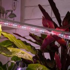 Фитолампа светодиодная, 9 Вт, 600 мм, IP20, полный спектр, бело-красная, «ЭРА» 4839260