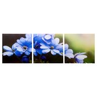 Модульная картина "Цветы рассвета" (3-35х35) 35х105 см Модульная картина "Цветы рассвета" (3-35х35) 35х105 см