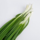 Лук зеленый 100г 8018887