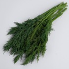 Укроп 50г пакет 8018903