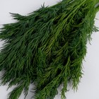 Укроп 50г пакет 8018903