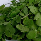 Кинза 30 г 8097823