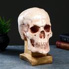 Копилка "Череп на подставке №3" бежевый камень, 24х13х18см Копилка "Череп на подставке №3" бежевый камень, 24х13х18см