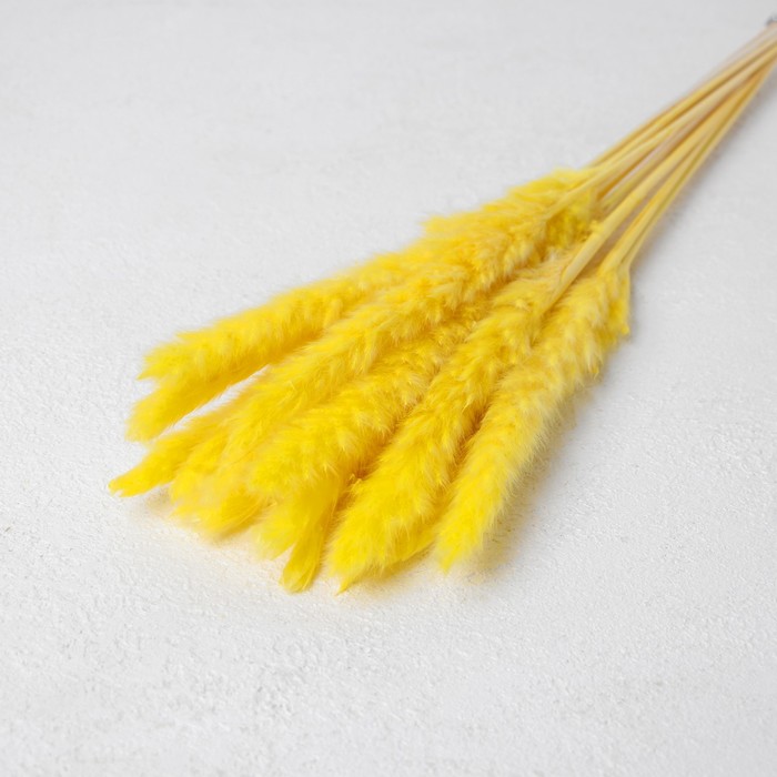 Сухоцвет «Камыш» набор 15 шт, цвет жёлтый