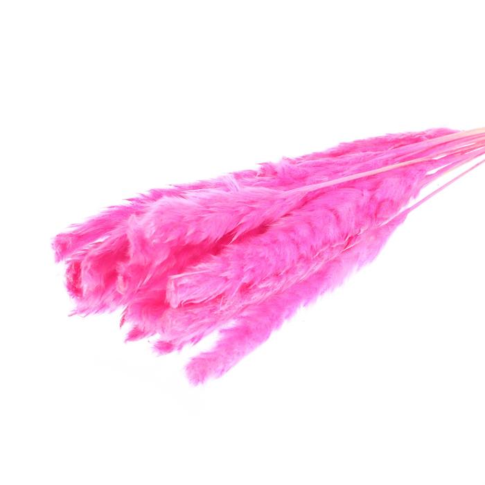 Сухоцвет «Камыш» набор 15 шт, цвет розовый