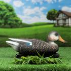 Figure decoy "black Mallard" duck