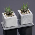 Flower pots "Succulent", 2 PCs. on a stand with magnets, marble, 7, 5x16x7, 5 cm
