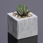 Flower pot "Succulent", marble, 6, 5x65x60 cm