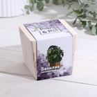 Set for growing P&P " Basil aromatic" Set for growing P&P " Basil aromatic"