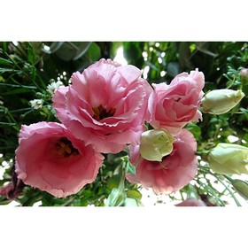 Семена цветов Эустома Рози F1 лиловая крупноцветковая махровая, 5 г