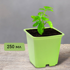 Pot for seedlings, 250 ml, 7 × 7 × 8 cm, MIX