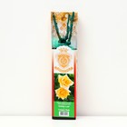 Саженец розы "Голден Лиф", 1 шт, туба, Весна 2023 - фото 7891620
