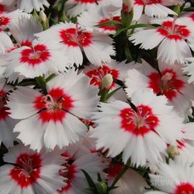 Семена цветов Гвоздика китайская Диана Ред Центред Вайт 500 шт