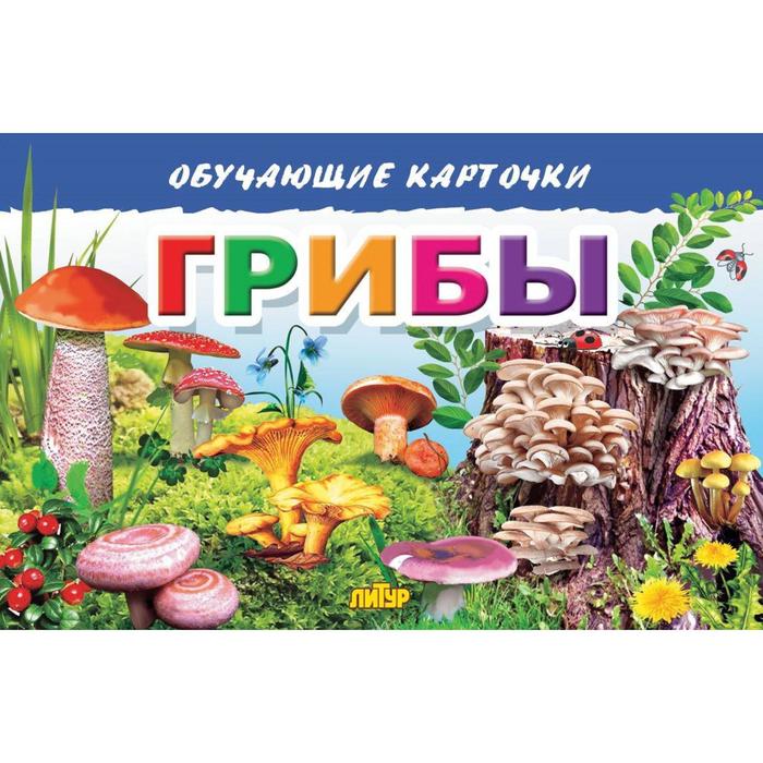 Купить Большой Справочник Грибов В Интернет Магазине