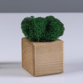 Planters composition with moss "Briowood", moss stabilized: Forest green (Green forest)
