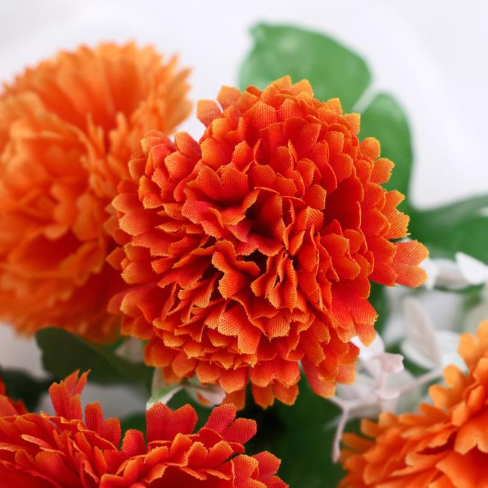 гвоздика садовая шабо красная. красная гвоздика. диантус красный. диантус оранжевый. гвоздика садовая шабо.