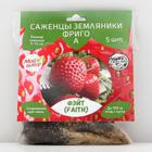 Strawberry seedling FRIGO Faith (Faith) A (9-15 mm), 5 pcs Strawberry seedling FRIGO Faith (Faith) A (9-15 mm), 5 pcs